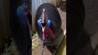 Incredible cassowary sounds mahtabplus safari animals zoo viral [upl. by Aciamaj]