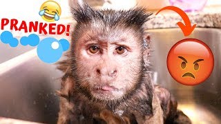 Pet Monkey Bath Time COLD WATER PRANK [upl. by Ma]