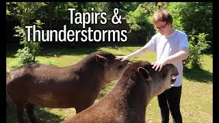 Tapirs amp Thunderstorms [upl. by Musser]