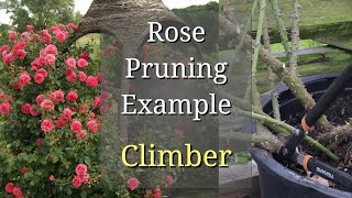 Rose Pruning Example  Climber [upl. by Wendt]