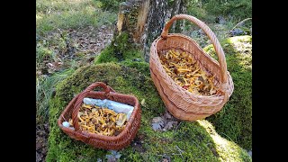 Reconnaître les Chanterelles Craterellus Lutescens  Chanterelle Jaune [upl. by Aniral]