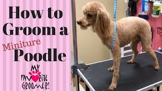 How To Groom A Poodle [upl. by Snook]