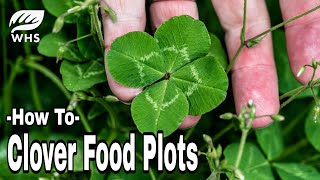 1 Clover Food Plot Planting Tip [upl. by Xilef]