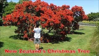 Auckland Travel Guide New Zealands Christmas tree The pohutukawa tree [upl. by Hedelman110]