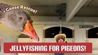 How To Catch Feral Pigeons  Goose Rescue [upl. by Emelen]