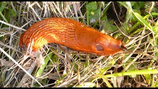 Tschüss ihr Schleimer Erfolgreich zum schneckenarmen Garten [upl. by Niras306]