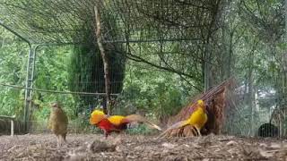 Red Golden amp Yellow Golden Pheasant Males Mating Display [upl. by Wareing]