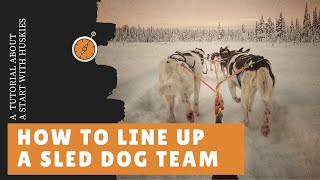 Mushing  How to line up a sled dog team [upl. by Nnyrat379]