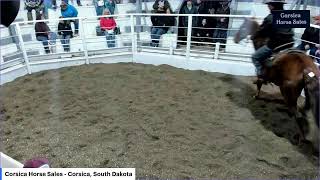 Corsica Horse Sales  Corsica South Dakota [upl. by Gussie]