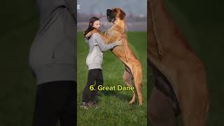 Top 10 dogs breed in the worldtop10 facts dogs breed world doglover shorts [upl. by Nawud]