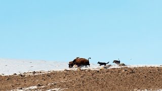 Wolf gets Tossed by a Bison [upl. by Brant]