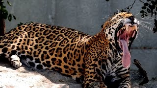 Jaguar vs Tiger  Big Cats at the Zoo 4K  St Louis Zoo [upl. by Natalya]