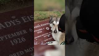 Husky refuses to leave the grave 😞 [upl. by Colson]