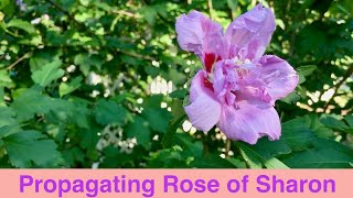 Propagating Rose of Sharon [upl. by Otcefrep]