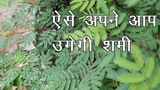 घर में अपने आप उगेगा शमी का पौधा Shami Plant Shami ka paudha शमी का पौधा लगाने के लिए [upl. by Loy]