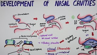 Development Of Nasal Cavities  Embryology [upl. by Hsemin430]