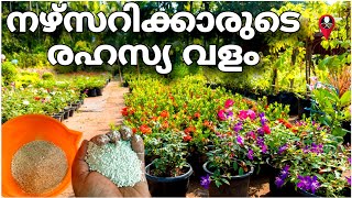 ഈ രഹസ്യവളം അറിയാതെ പോവല്ലേ fertilizer for plants malayalam  rose fertilizer  Prs kitchen nursery [upl. by Egag]