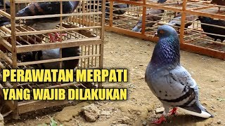 PERAWATAN MERPATI YANG WAJIB DILAKUKAN [upl. by Shayna]