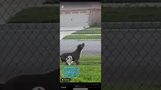 Dog Pitbull plays with a bird sitting on fence shocking ending shorts [upl. by Eirroc]