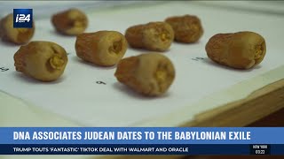 Israeli Scientists Have Revived Ancient Judean Dates From Extinction [upl. by Eladal]