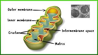 Mitochondria the cells powerhouse [upl. by Oiciruam768]