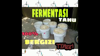 FERMENTASI AMPAS TAHU UNTUK PAKAN AYAM  Cara Sederhana Dan Efektif [upl. by Giffard]