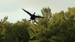 Canada Goose Landing HQ HD [upl. by Ennaylil457]