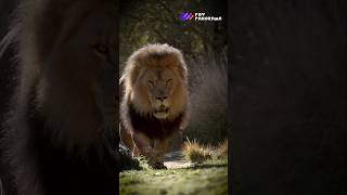 The Power of a Lions Roar lions lionroar wildlife Safari animalkingdom bigcats pov [upl. by Halland]