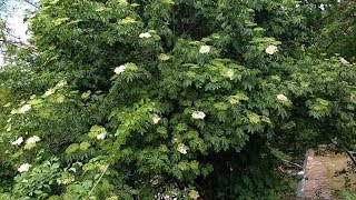 Sambuco Sambucus nigra medicinal plant [upl. by Tilagram]