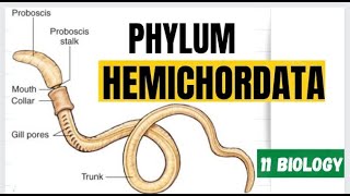 Phylum Hemichordata prochordates Acron worms [upl. by Kotz]