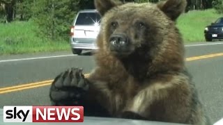 Grizzly Bear Clambers Over Family Car [upl. by Atinat]