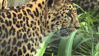 Amur Leopards Pounce into the San Diego Zoo [upl. by Ybloc]