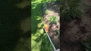 Stihl bed redefiner in action Works pretty good diy landscaping stihl mulching landscaper [upl. by Aseena]