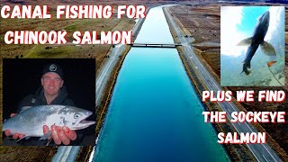 TwizelTekapo Canal fishing for Chinook Salmon plus Sockeye Salmon footage [upl. by Padriac]