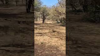 Zwahili Private Game Lodge amp Spa loveofanimals nature gamelodge gamedrive outdoors wildlife [upl. by Gifferd]