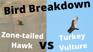 Bird Breakdown Turkey Vulture vs Zonetailed Hawk [upl. by Areid349]