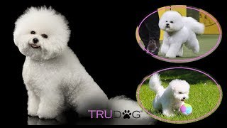 The Ultimate Guide To Caring For A Bichon Frise [upl. by Hnid]