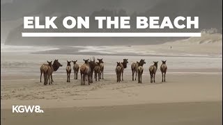 Elk on the beach at the Oregon Coast [upl. by Lough]