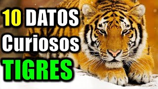 10 Datos Curiosos de los Tigres  El felino más grande del mundo [upl. by Einrae]