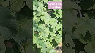 cantaloop cultivation in korea 한국에서의 캔탈루프 재배 [upl. by Shapiro590]