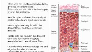 Cells of the Epidermis [upl. by Beedon243]