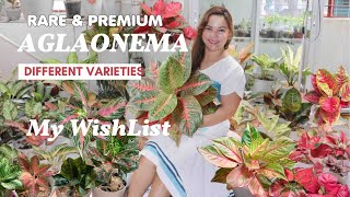 AGLAONEMA VARIETIES  NAMES  RARE to TOP RARE  MUST HAVE  Lovekye8 [upl. by Eened]