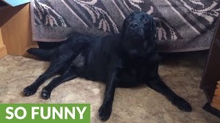 Labrador Retriever demands belly scratches from human [upl. by Aitnohs]