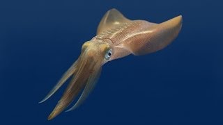 Tentacles The Astounding Lives of Octopuses Squid and Cuttlefishes [upl. by Mairym96]