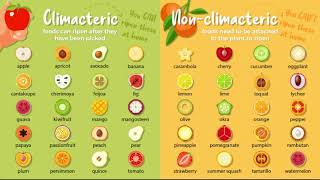 CLIMACTERIC AND NON CLIMACTERIC FRUIT [upl. by Naicad887]