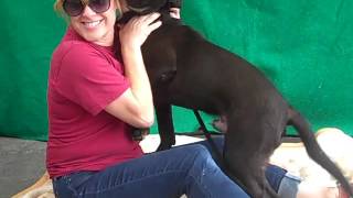 A4969095 Ryder  Labrador RetrieverPit Bull Mix [upl. by Lelith]