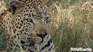 WildEarth  Sunrise Safari  03 March 2024 [upl. by Ghassan701]