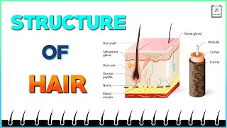 Structure of Hair [upl. by Irneh]