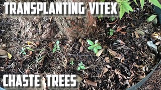 Transplanting Vitex Chaste Trees [upl. by Hessler996]