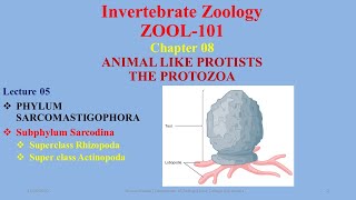 Subphylum Sarcodina Superclass Rhizopoda Actinopoda Heliozoans Actinopoda Amoeba [upl. by Allwein]